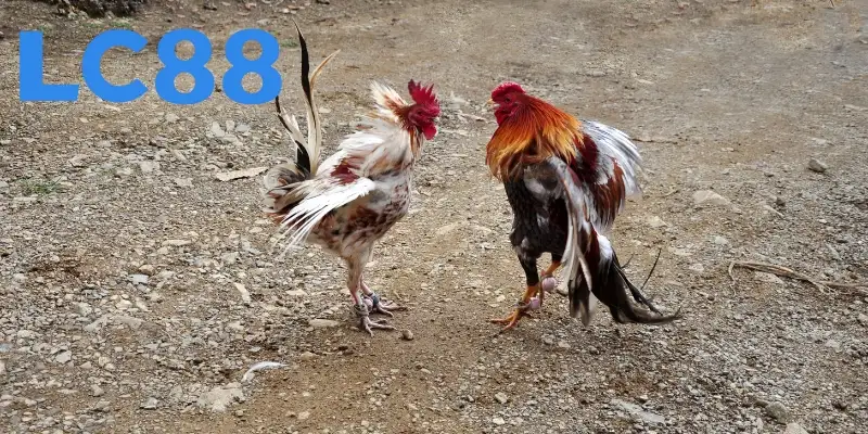 Nắm bắt lối chọi của gà chiến bất bại