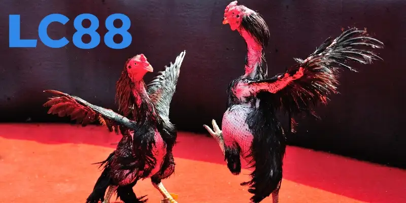 Tìm hiểu hình thức cá cược đá gà online